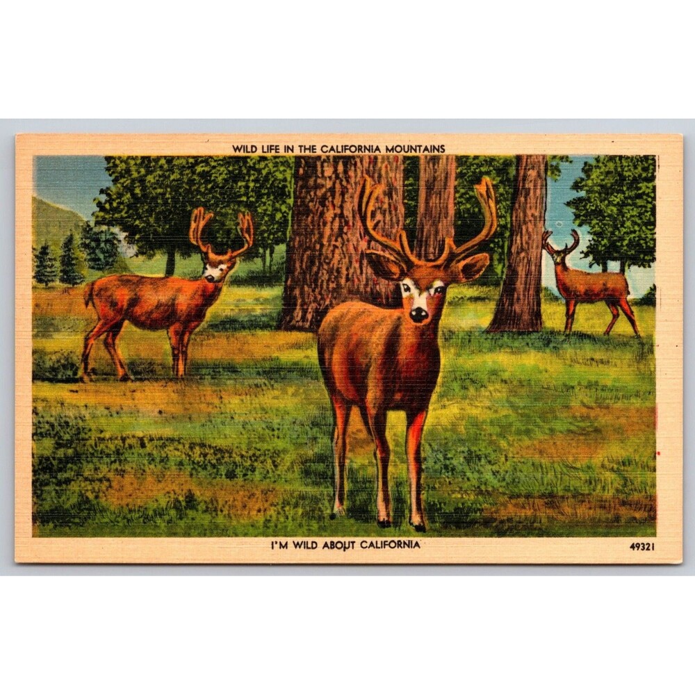 Vtg Linen Postcard Wild Life California Mountains Deer 49321 Gardner-Thompson